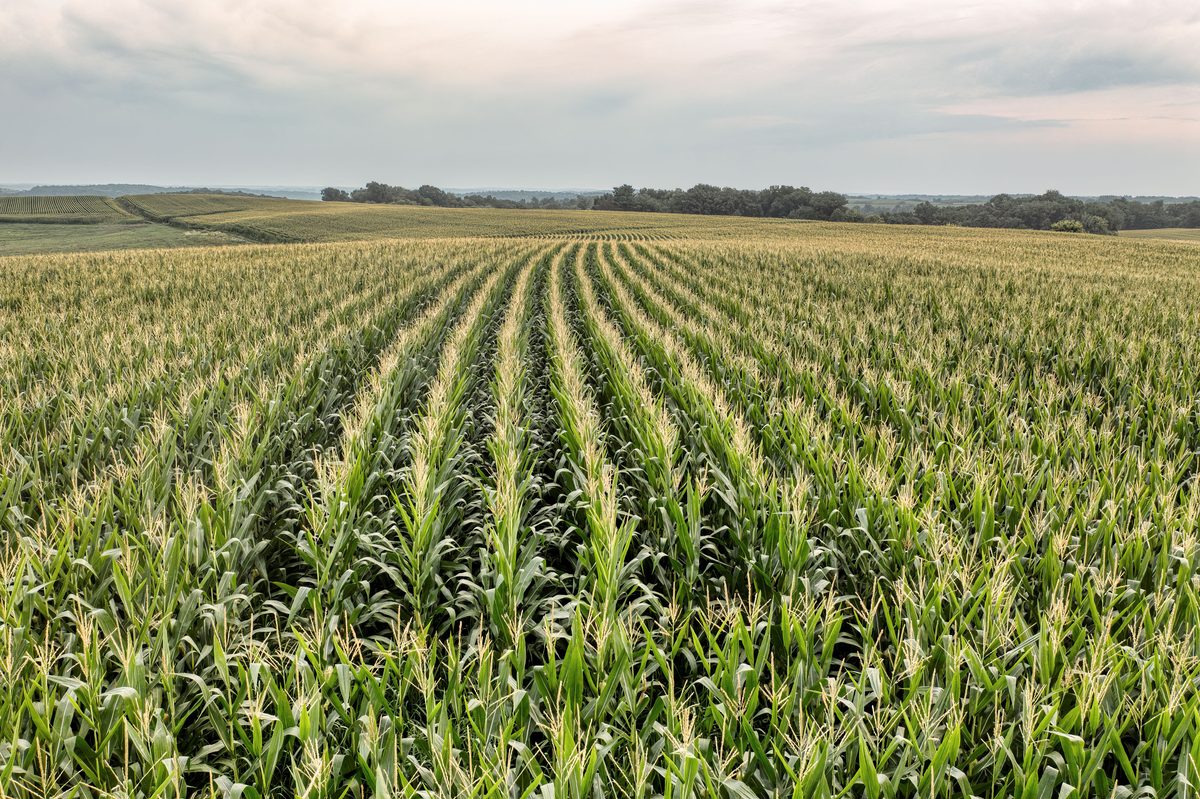 Rows of green corn stretching to the horizon